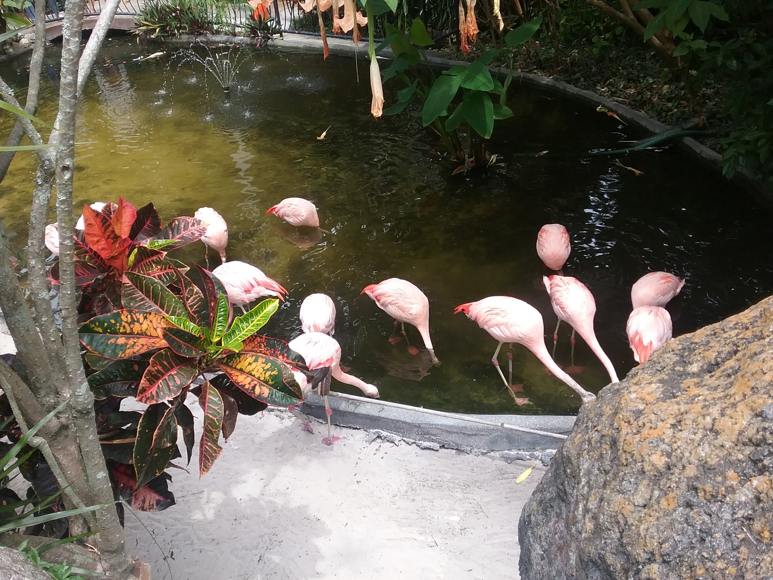 FLAMINGO